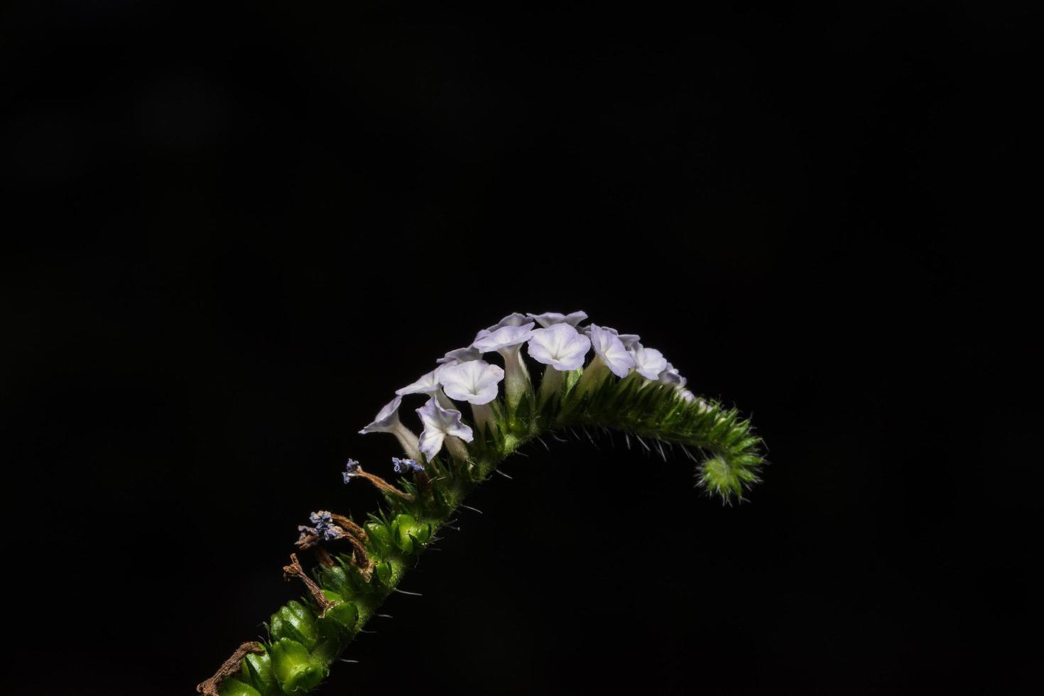 flor sobre fondo negro foto