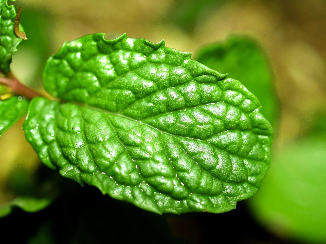 primer plano, de, un, hoja de menta foto