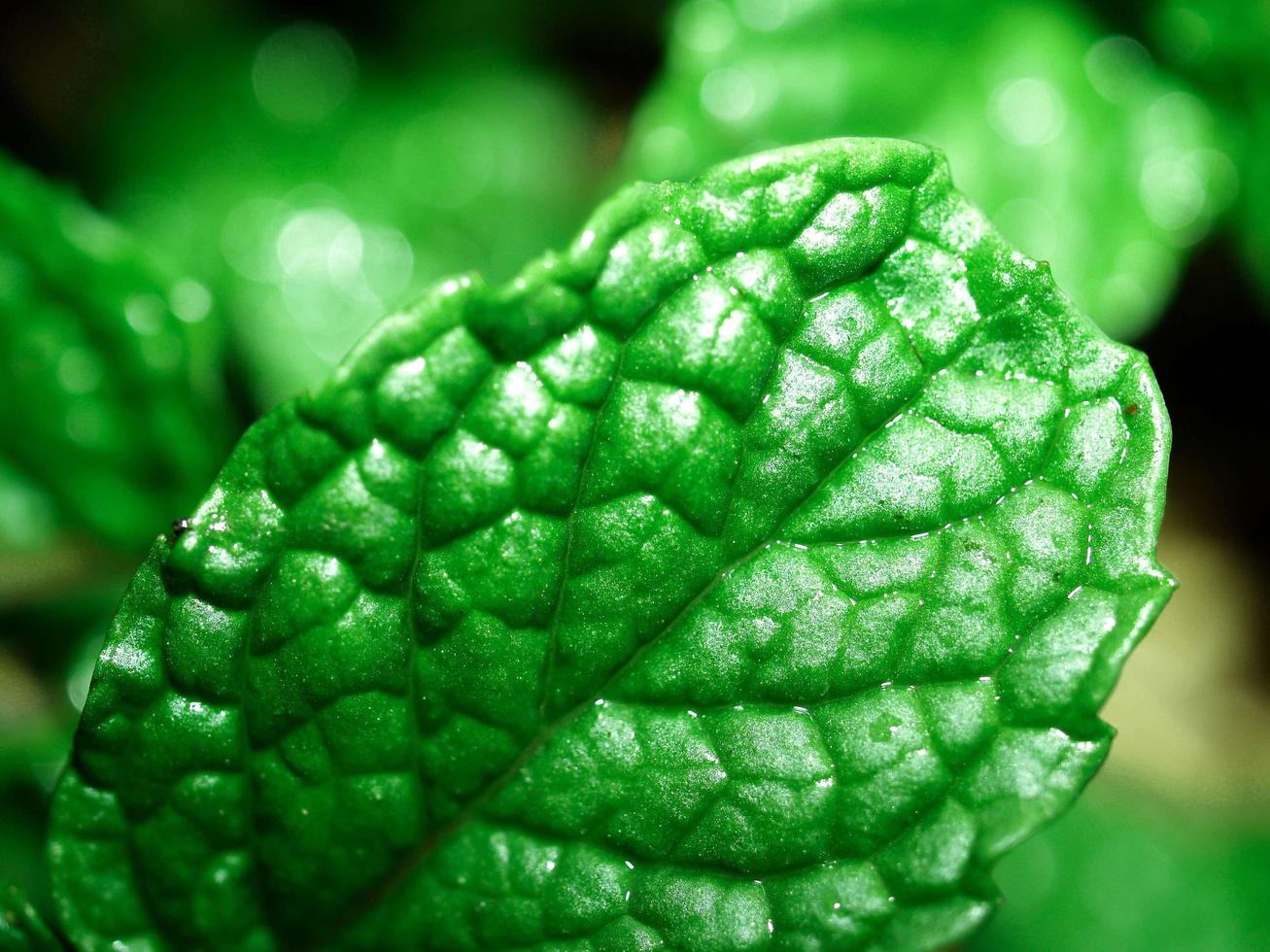 Fresh mint leaves, close-up photo