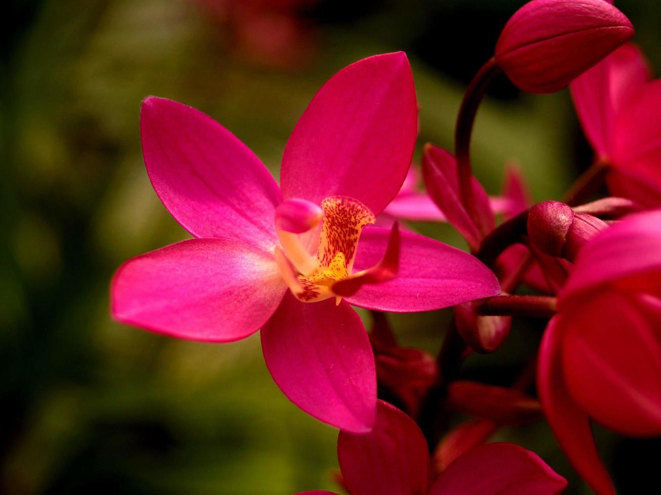 Vibrant pink orchid flower photo