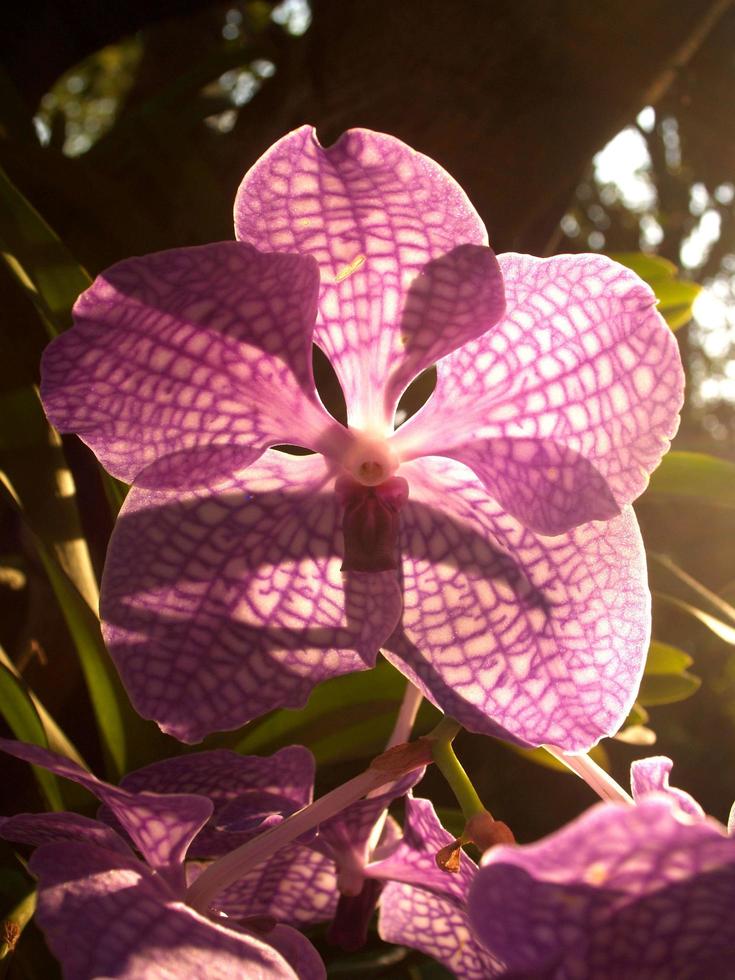 sol brillando a través de los pétalos de una orquídea foto