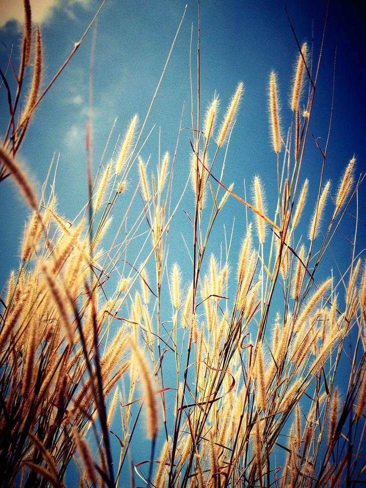 primer plano, de, pasto de trigo foto