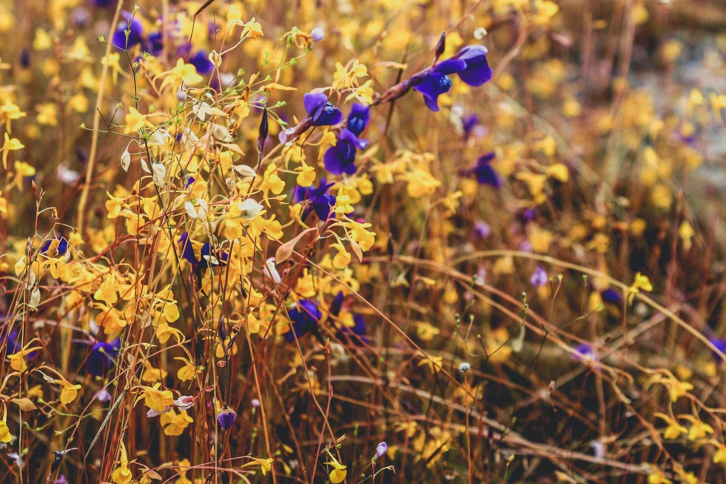 Wildflowers in nature photo