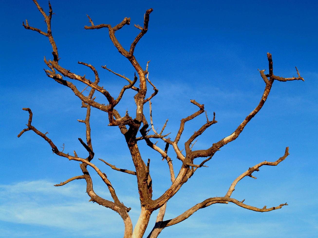 un viejo árbol marchito foto