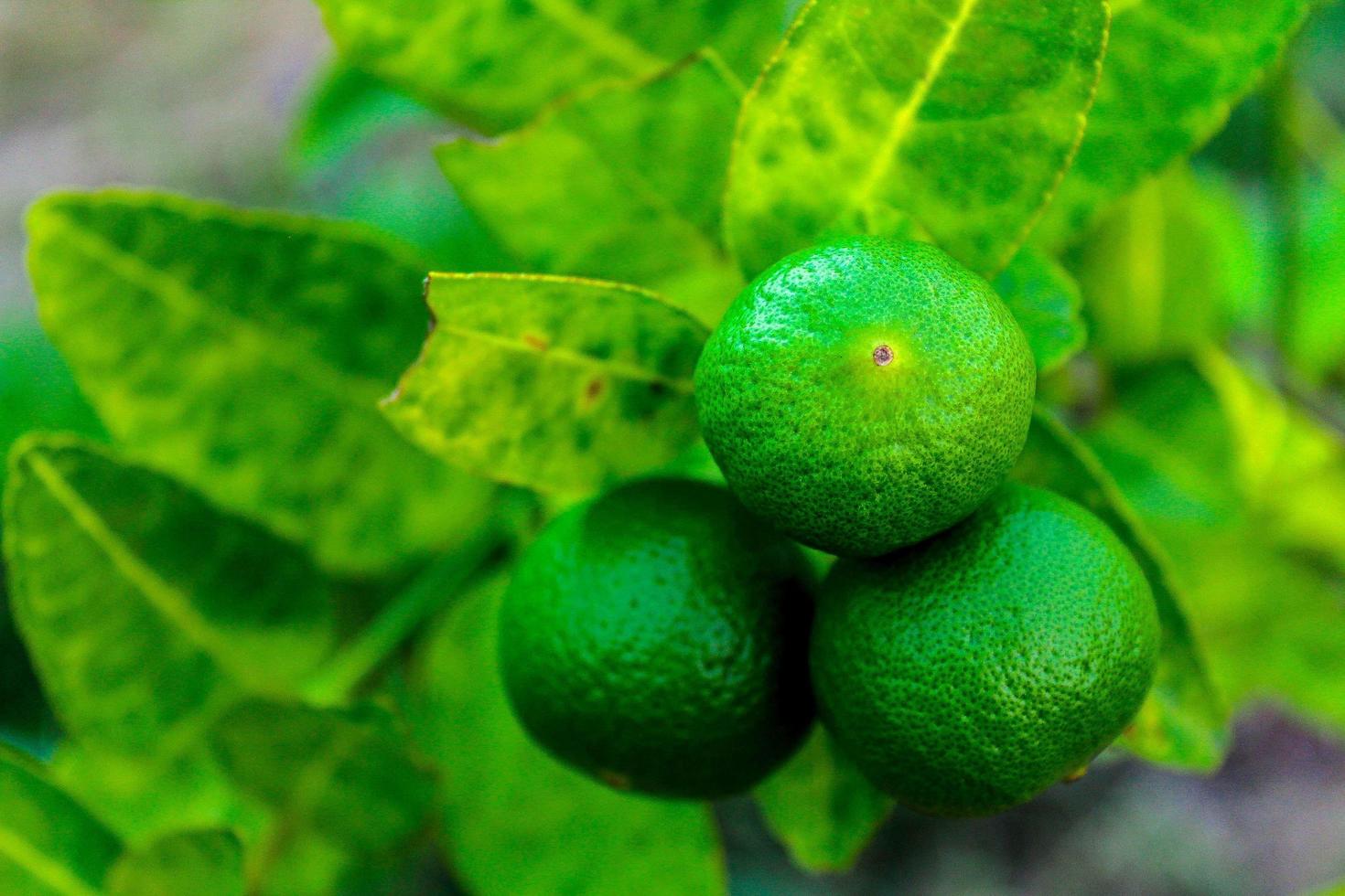 limones frescos en una rama foto