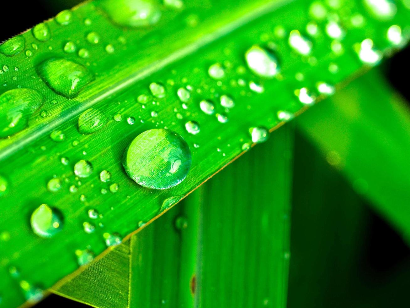 gotas de agua en la hoja foto