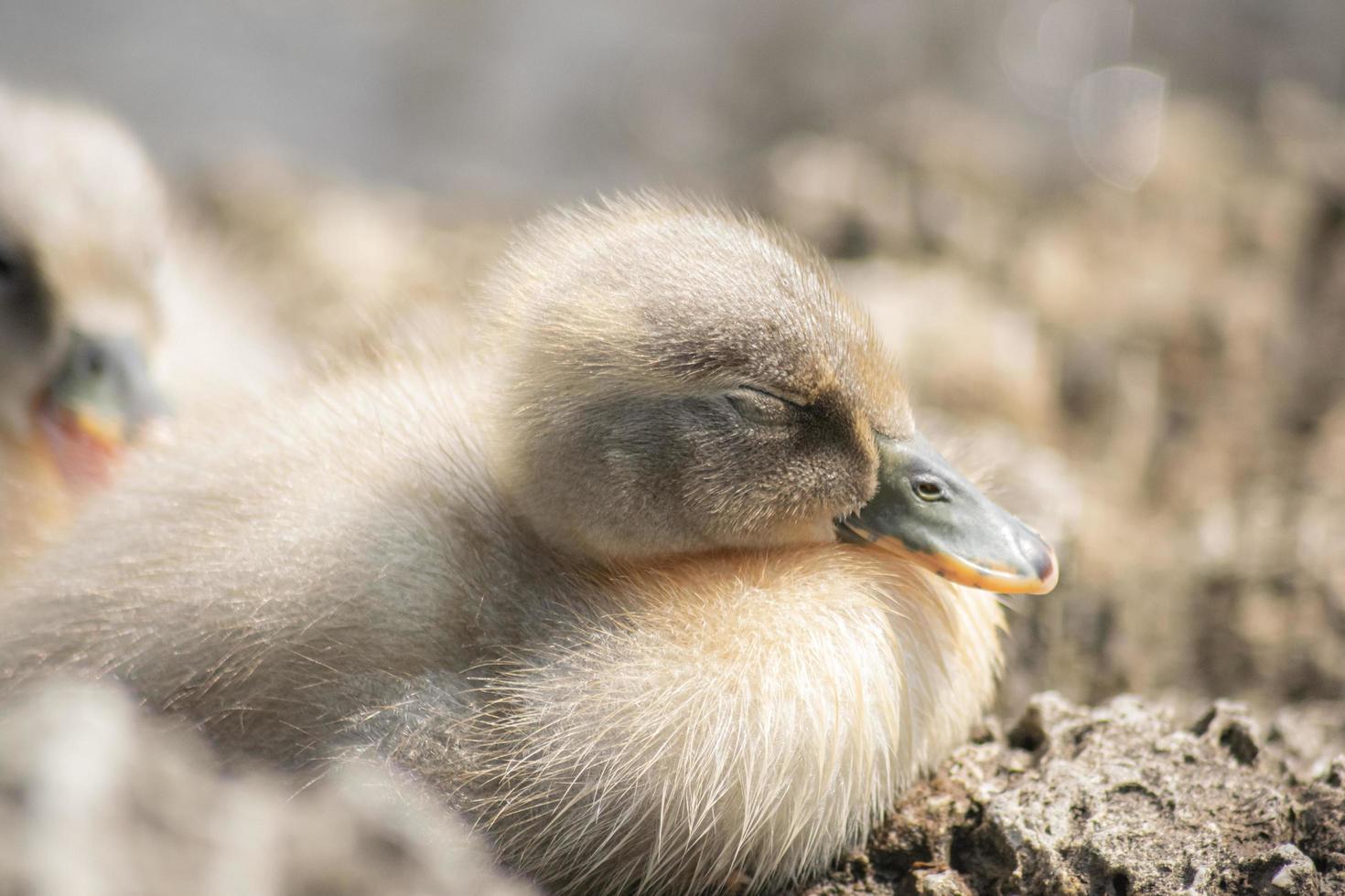 primer plano, de, un, patito foto