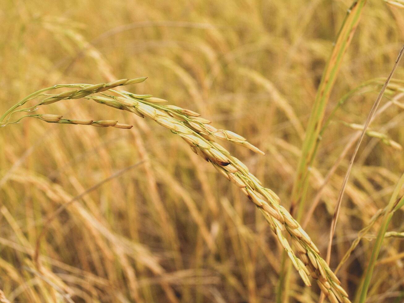 cosecha madura de arroz dorado foto