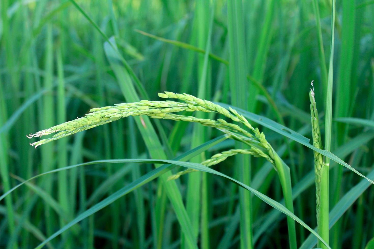 primer plano de arroz verde foto