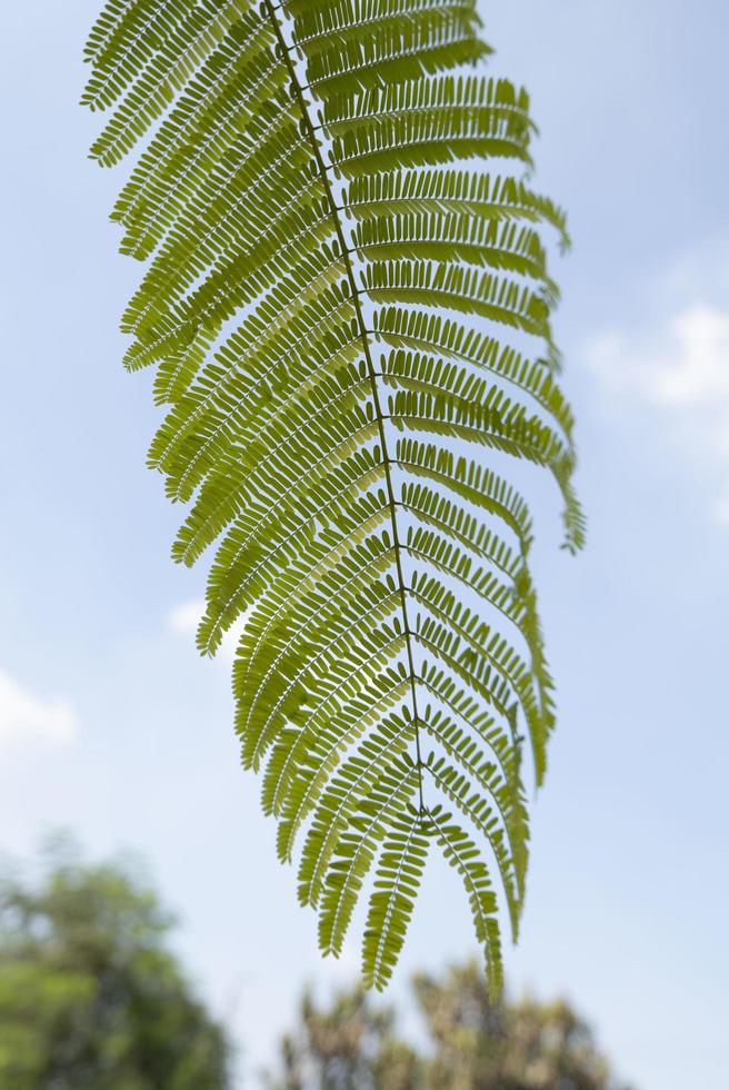 Close-up of a fern leaf photo