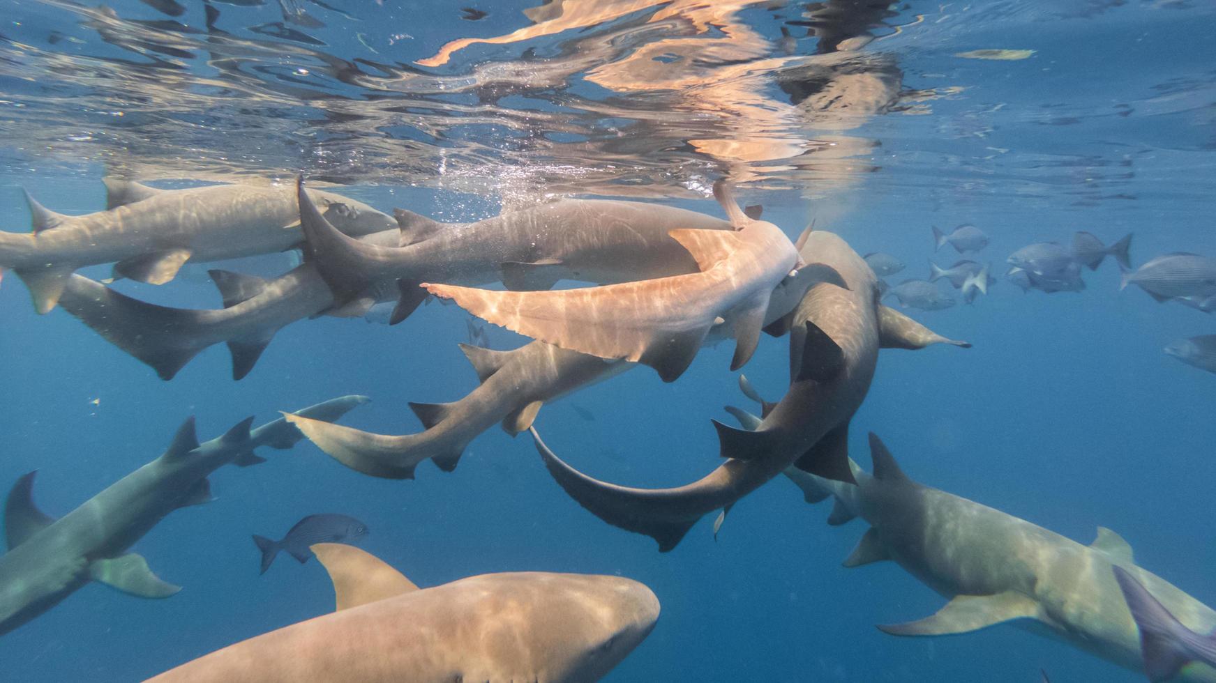 Nurse sharks feasting photo