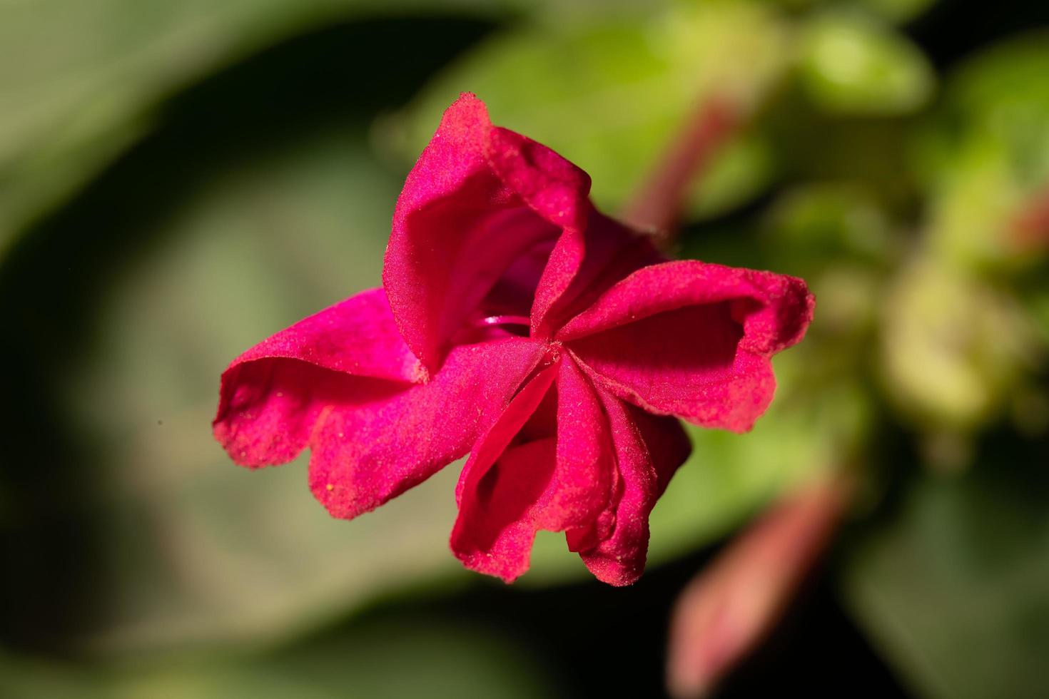 Close-up photo of a red flower