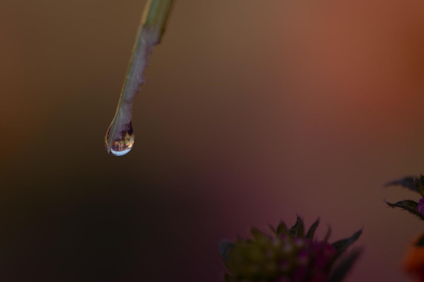 Raindrop on a leaf photo