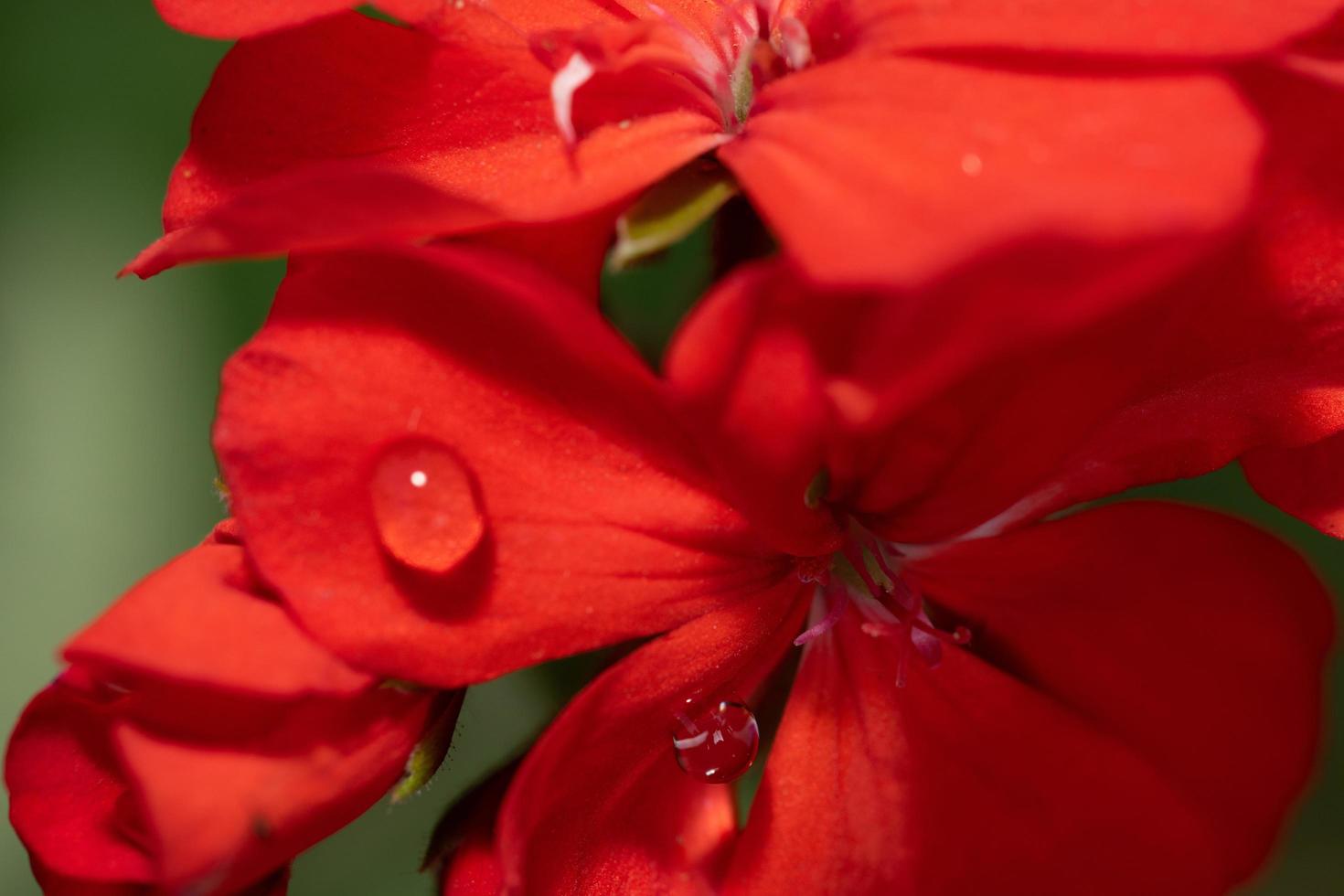 gotas de lluvia sobre flores rojas foto