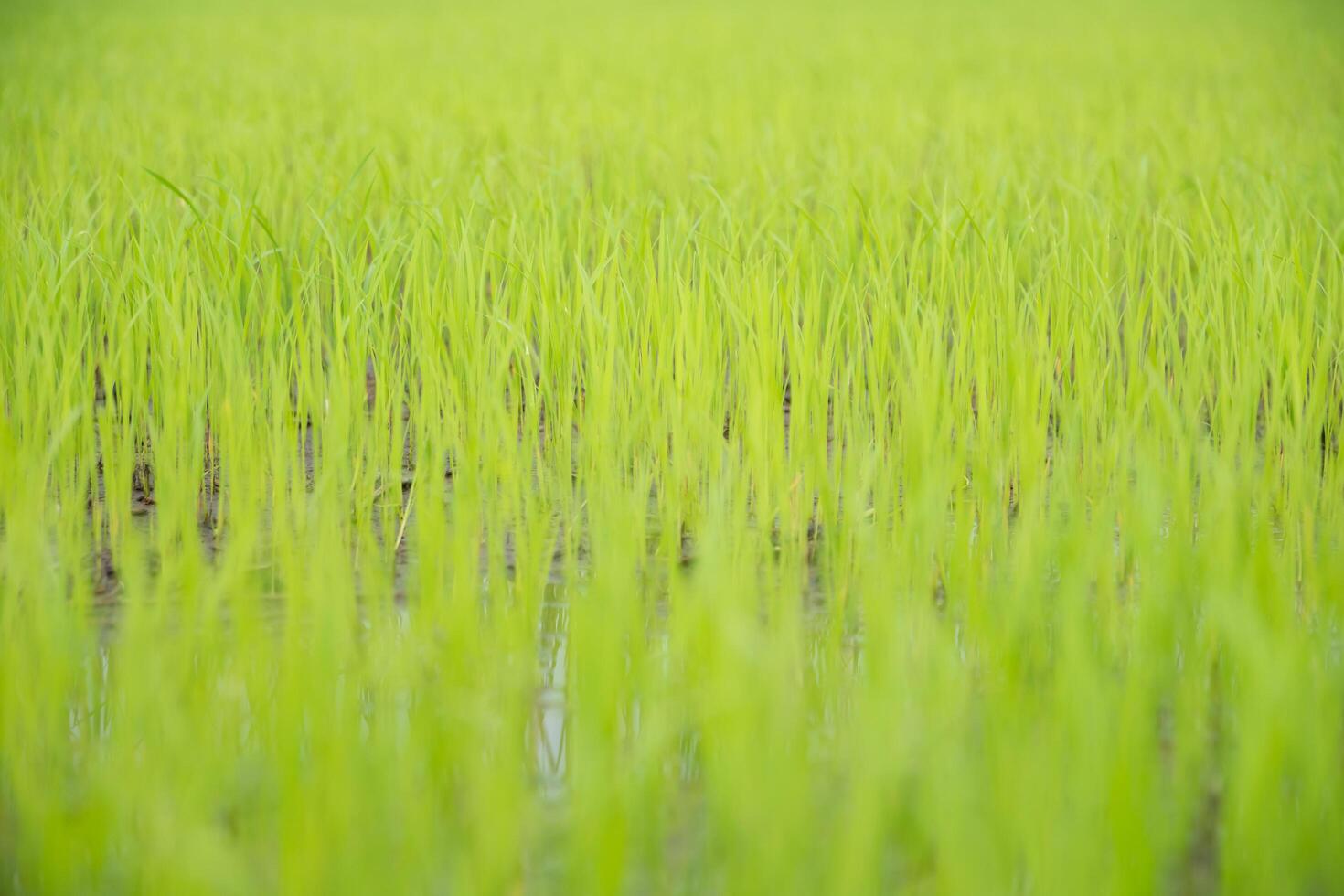 Close-up of a rice filed photo