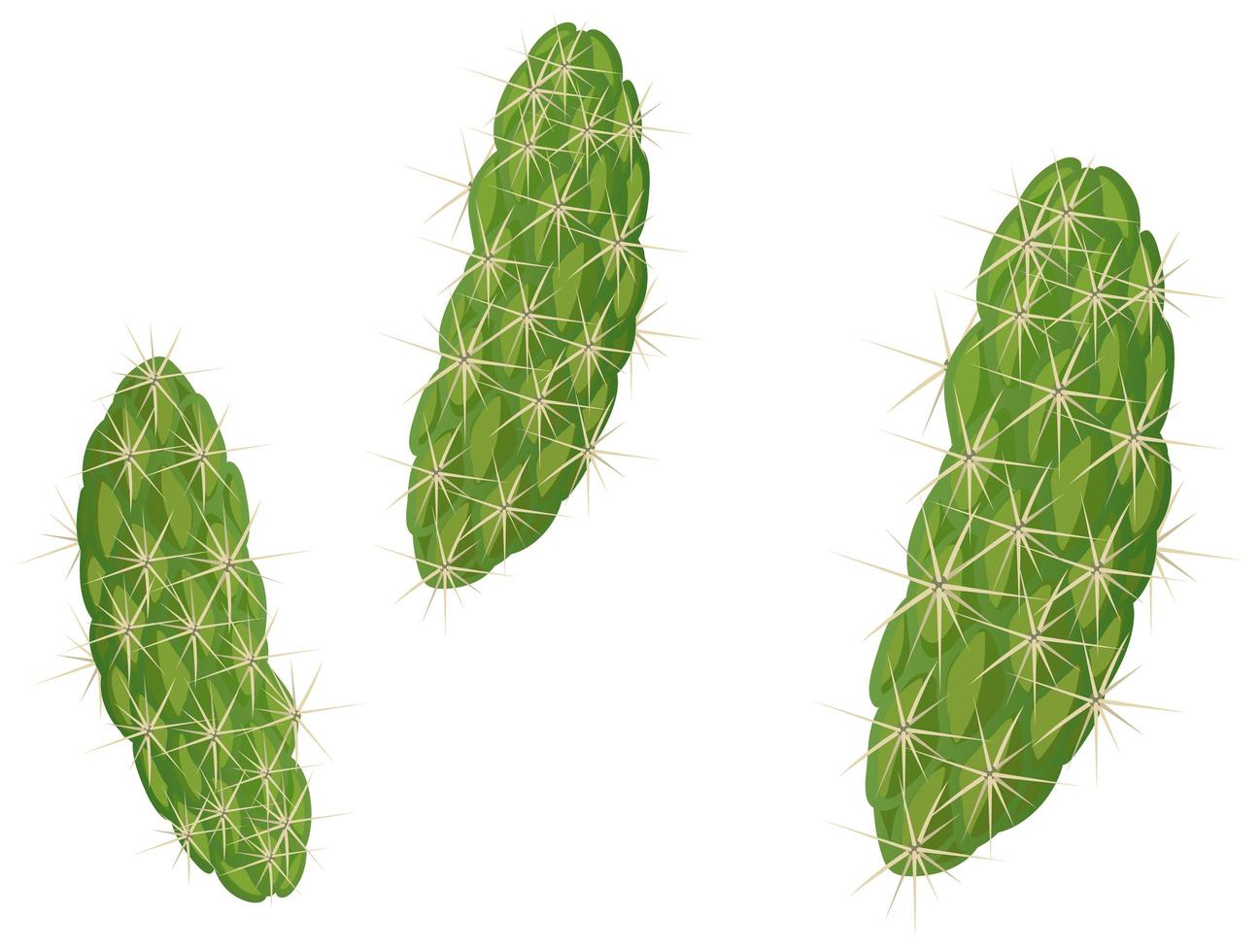 Jumping Cholla isolated on white background vector