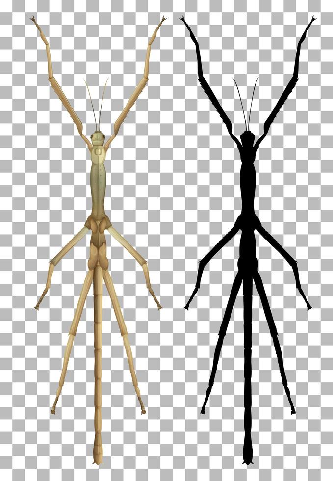 Stick bug and silhouette vector