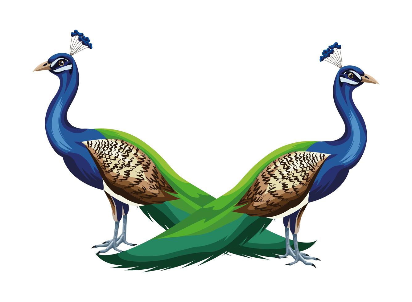 Peacock birds composition vector