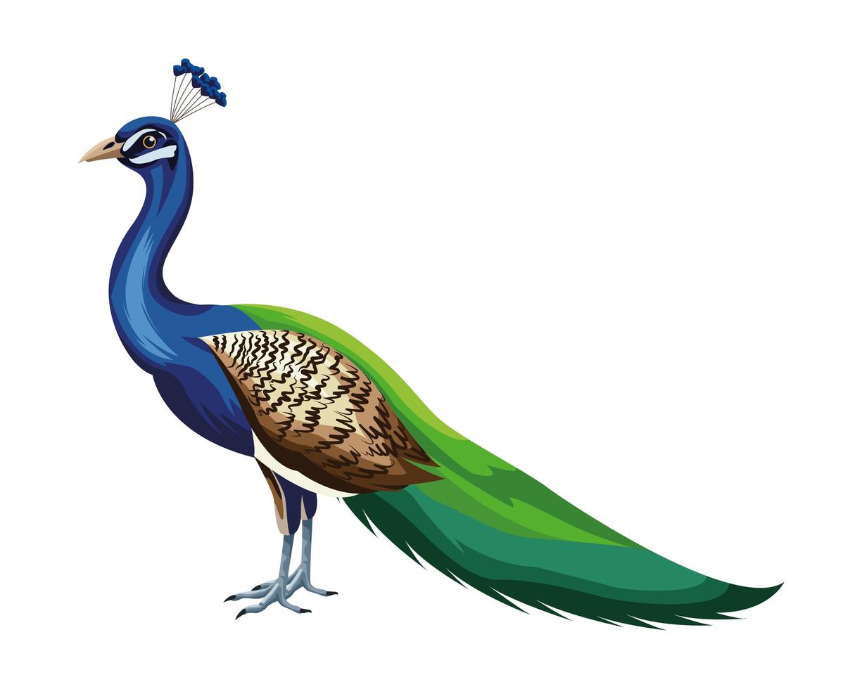 pájaro pavo real de dibujos animados vector