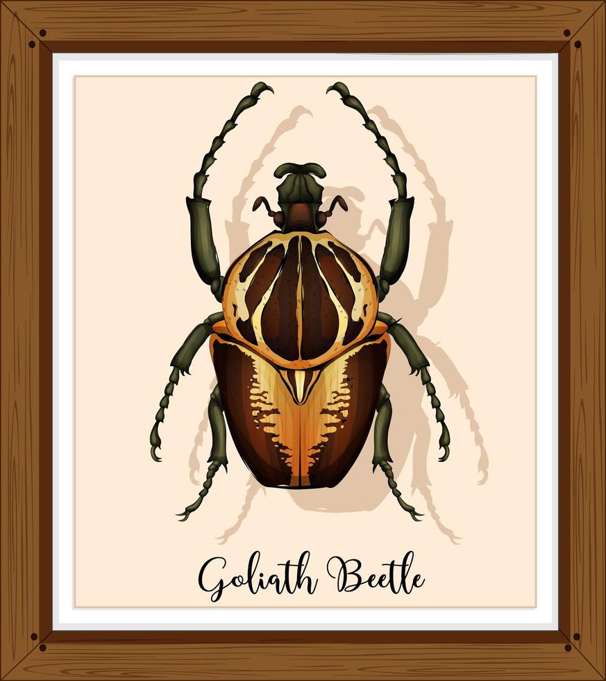 Beetle in wooden frame vector