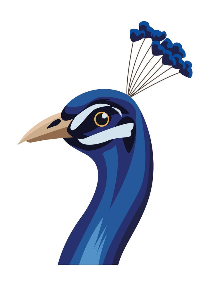 Peacock bird head vector