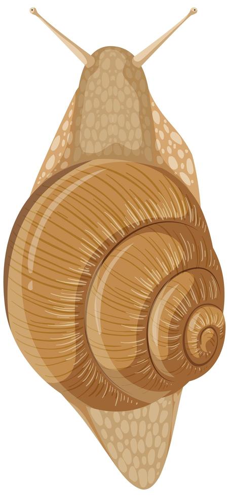 Caracol aislado sobre fondo blanco. vector