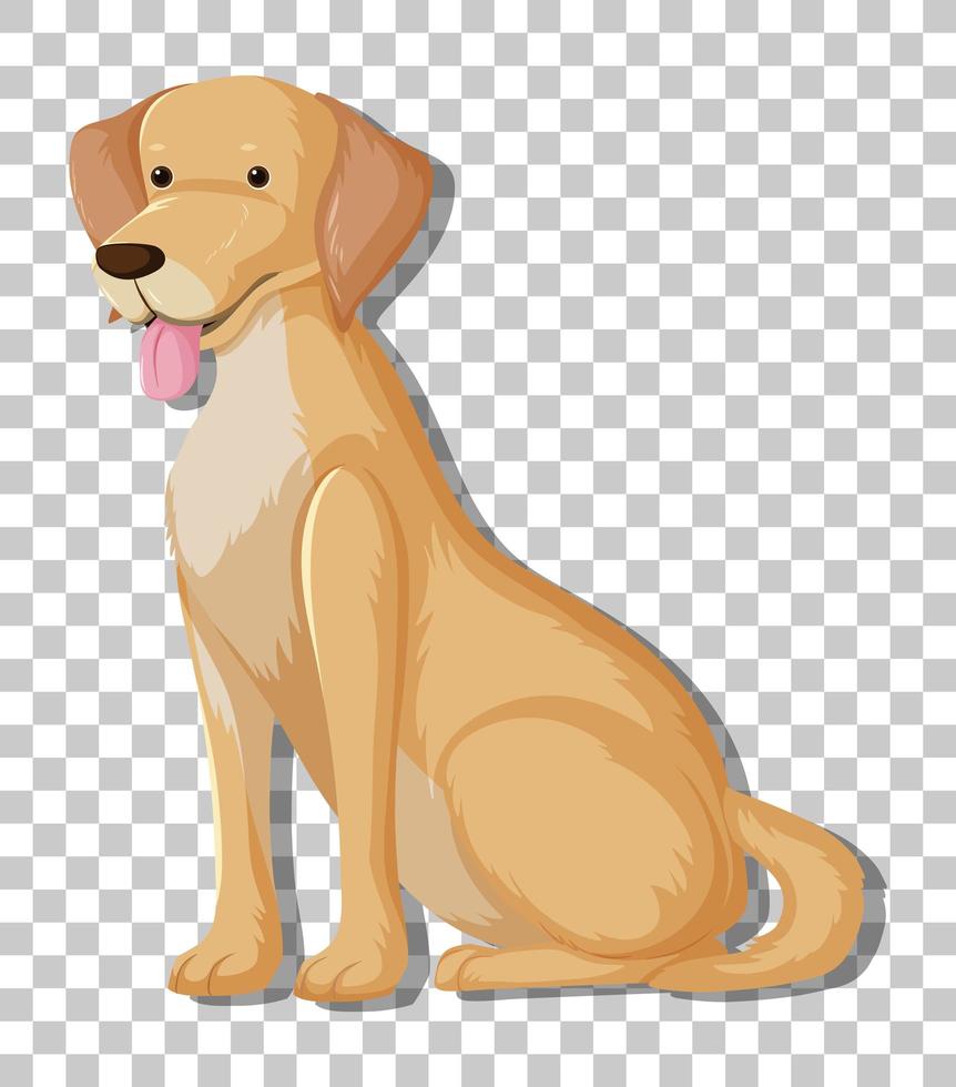 Yellow Labrador Retriever in sitting position cartoon character isolated on transparent background vector