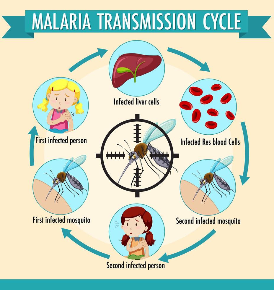 Malaria transmission cycle information infographic vector