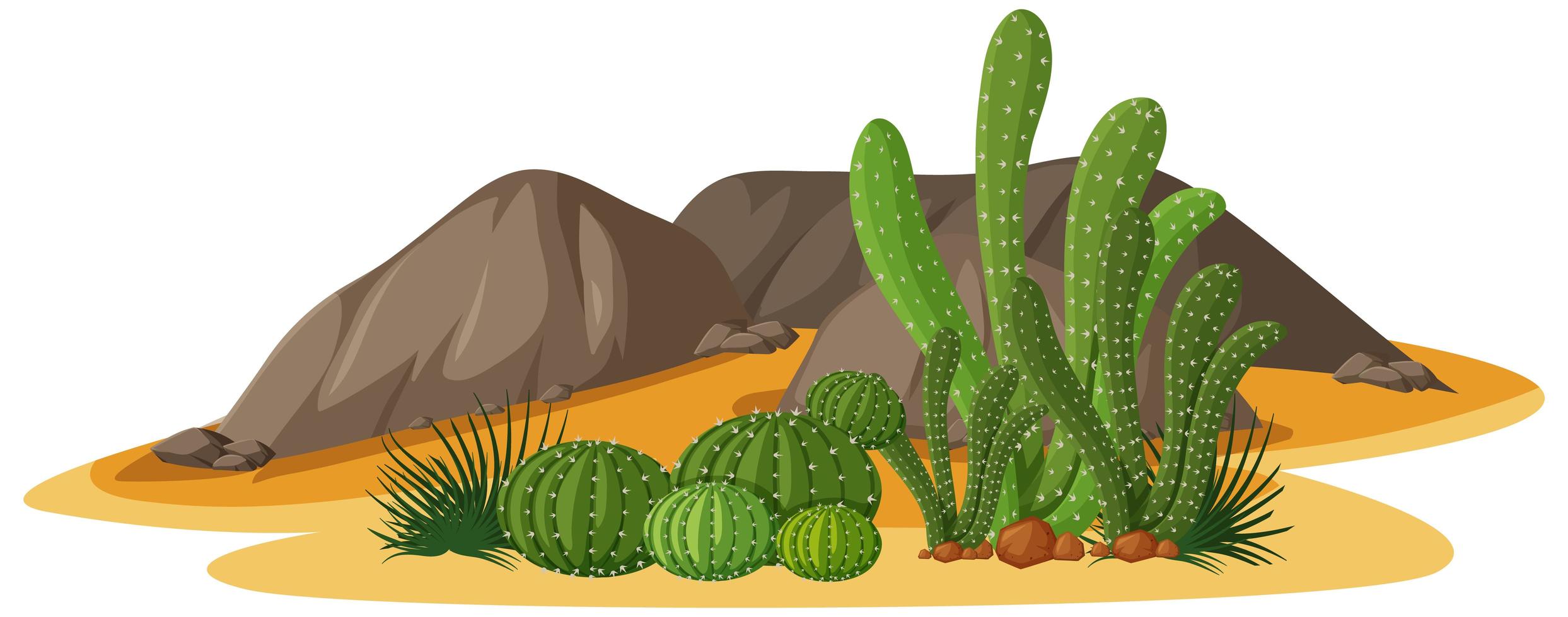 Different shapes of cactus in a group with rocks elements on white background vector