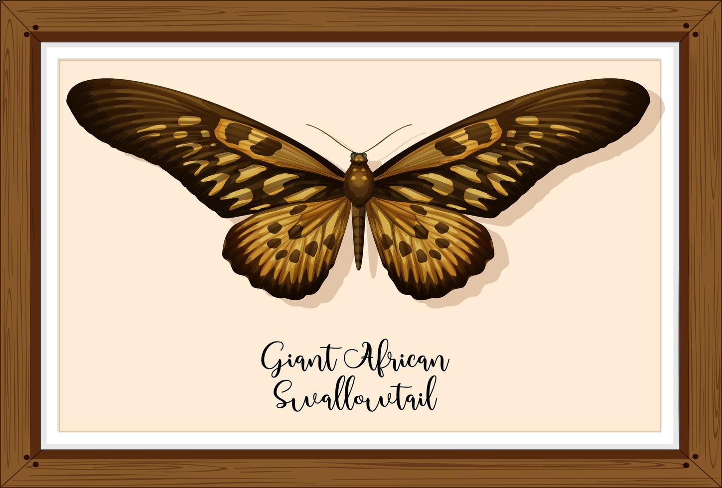 Butterfly on wooden frame vector