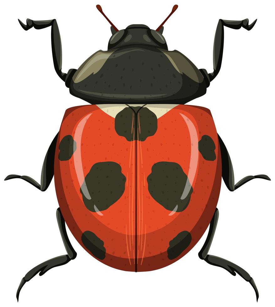 Red ladybug or ladybird isolated on white background vector