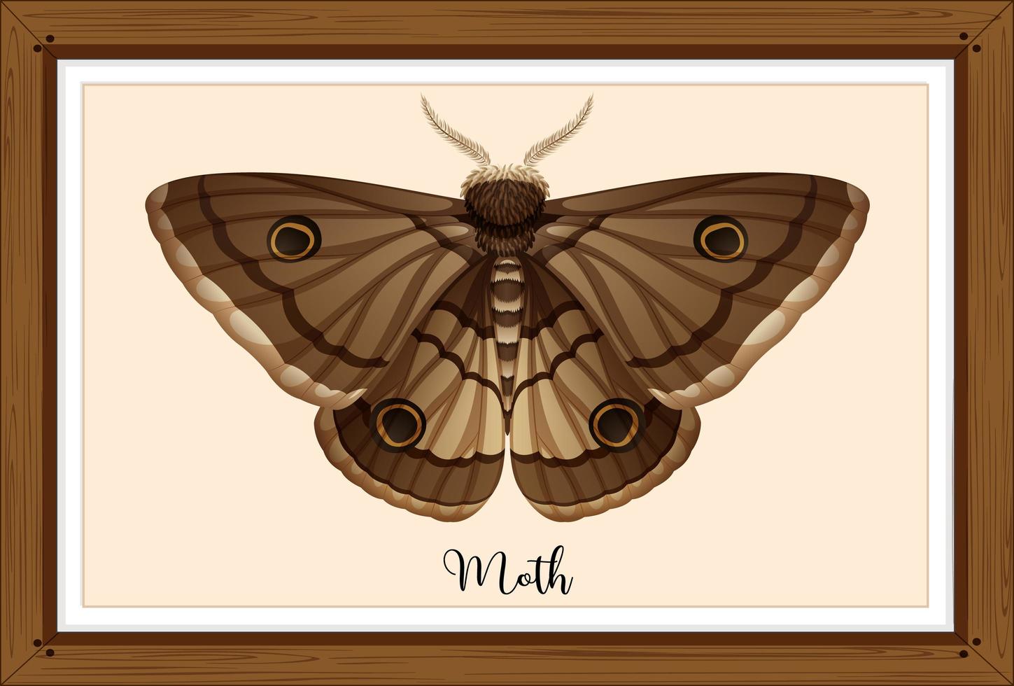 Moth on wooden frame vector