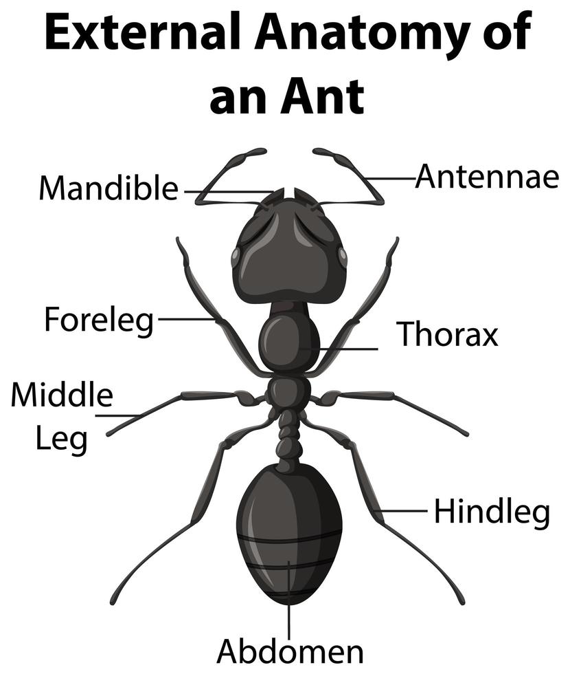 Anatomía externa de una hormiga sobre fondo blanco. vector