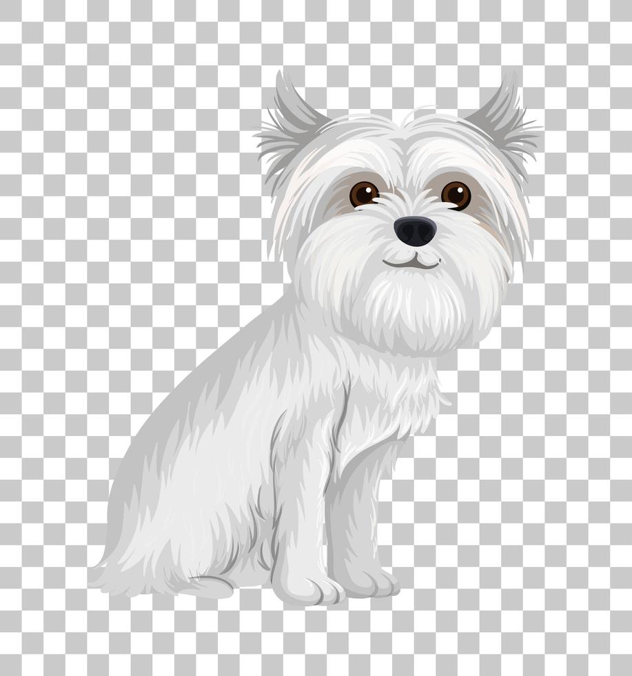 Terrier australiano blanco en posición sentada personaje de dibujos animados aislado sobre fondo transparente vector