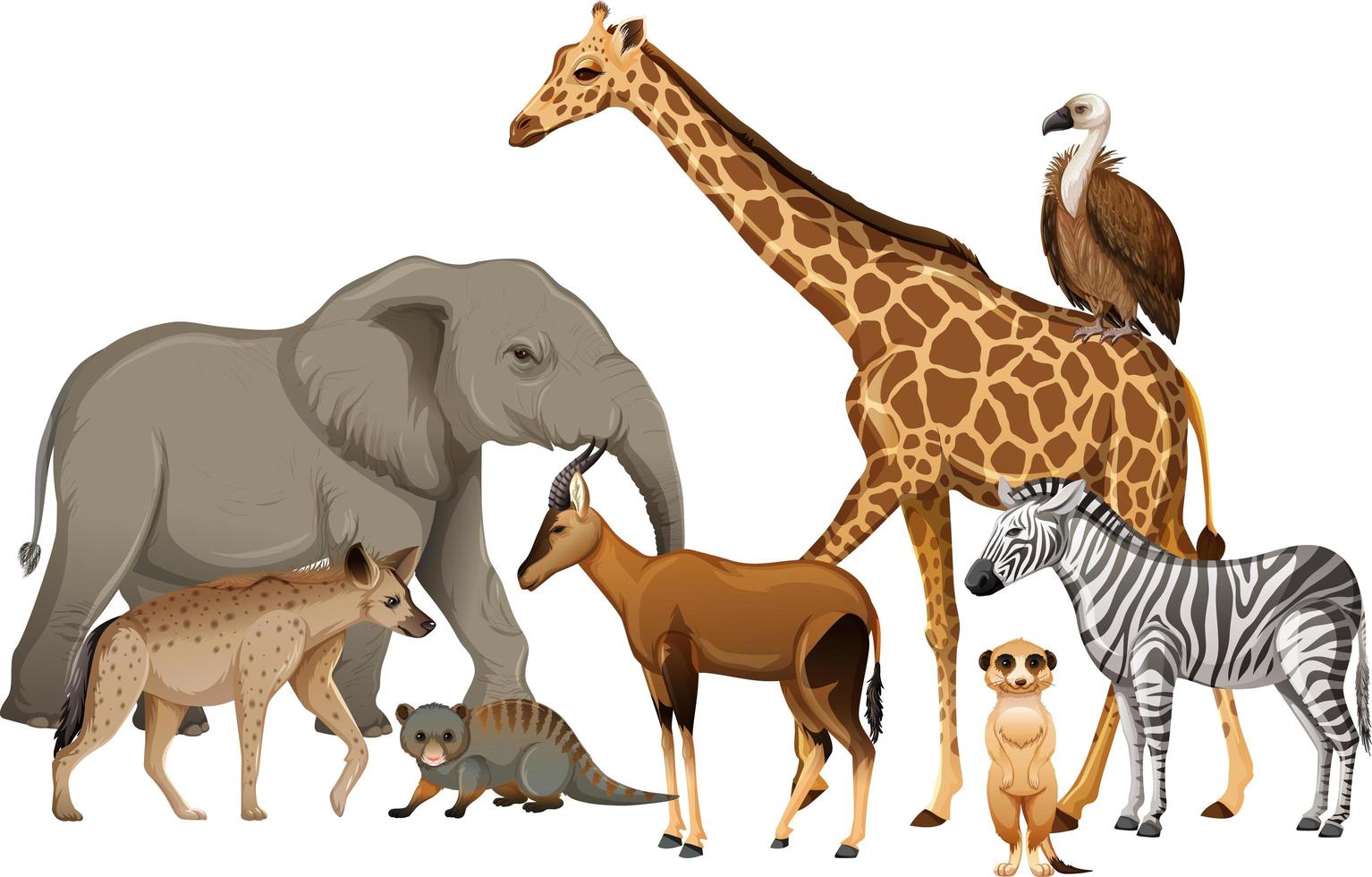 Grupo de animales salvajes africanos sobre fondo blanco. vector