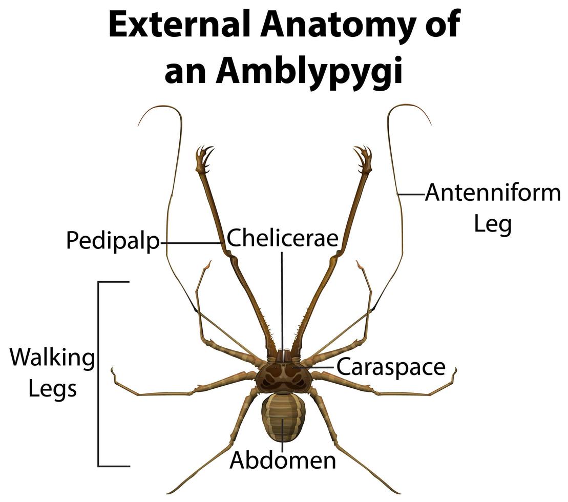 Anatomía externa de un amblypygi sobre fondo blanco. vector