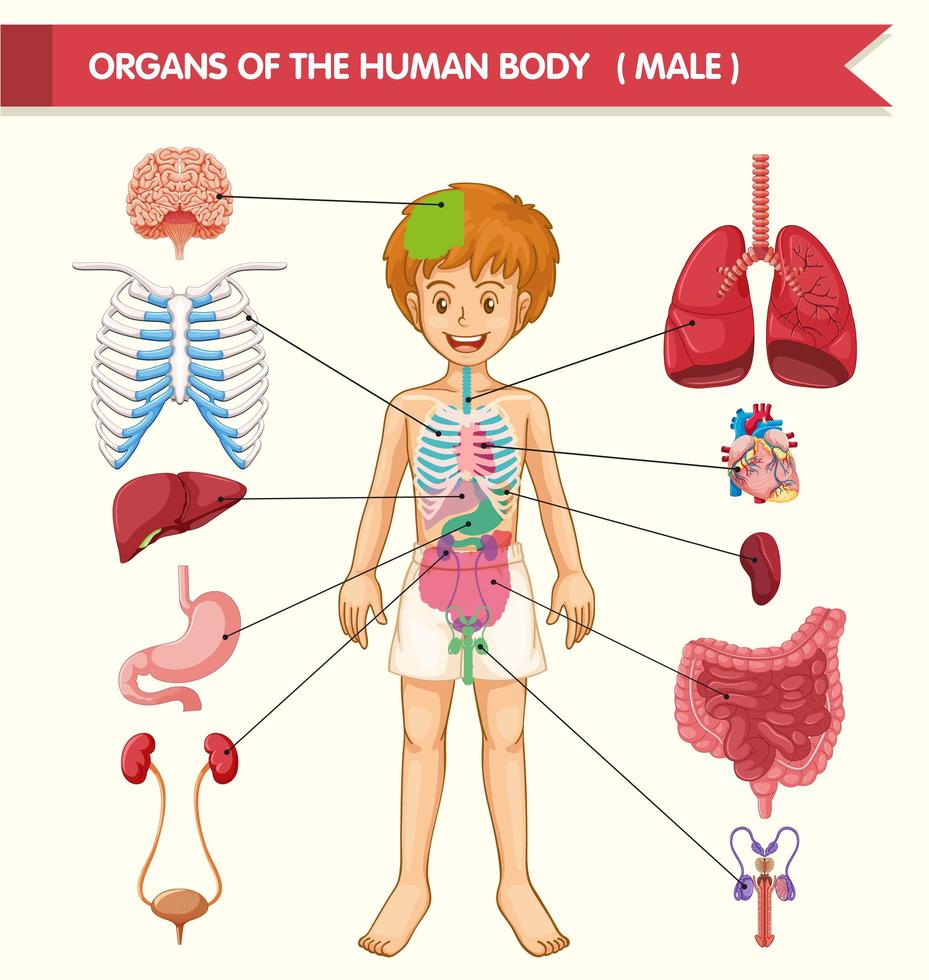 Scientific medical illustration of human body organs vector