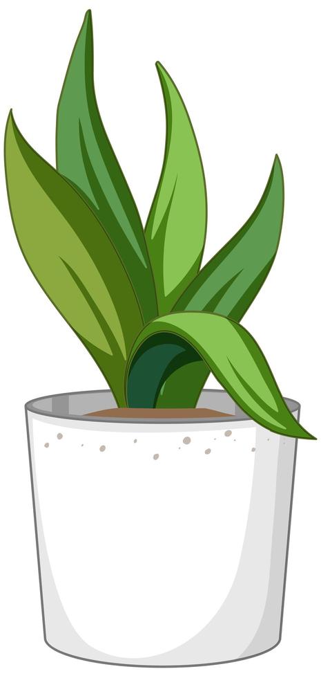 Planta verde en una maceta blanca aislado sobre fondo blanco. vector