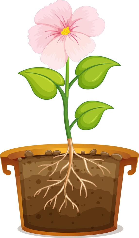 Pink flower in clay pot on white background vector