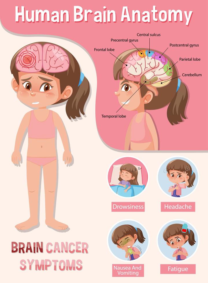 Information poster of human brain diagram vector