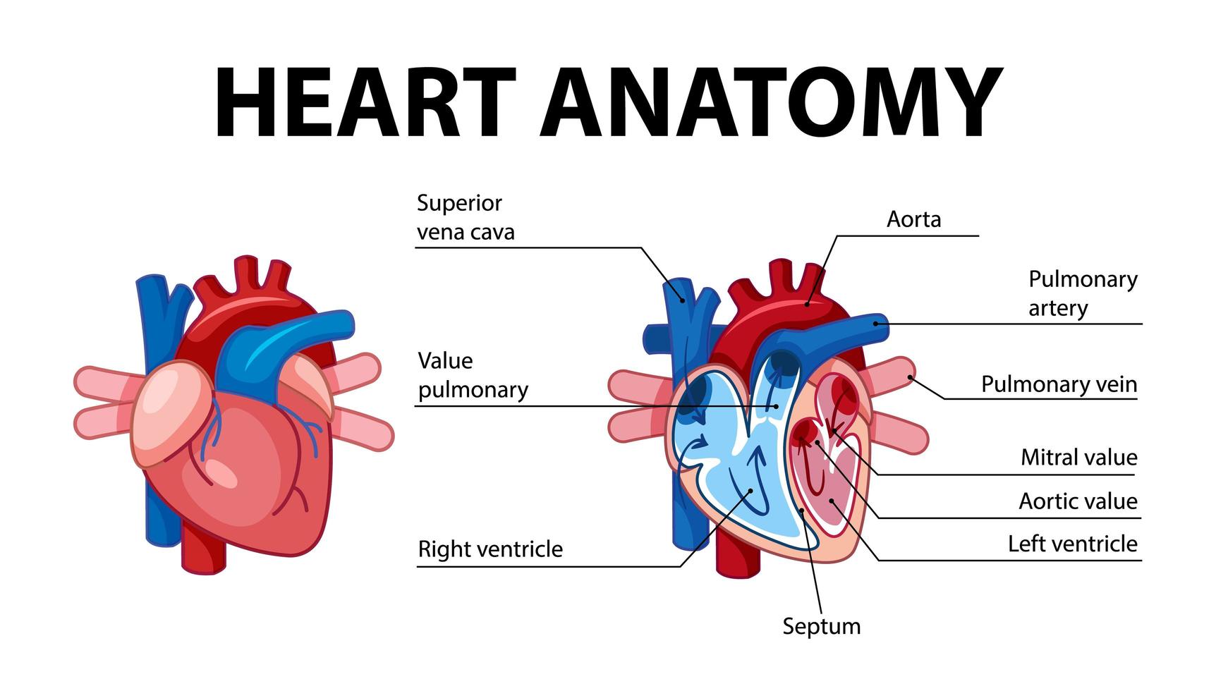 cartel de información del diagrama del corazón humano vector