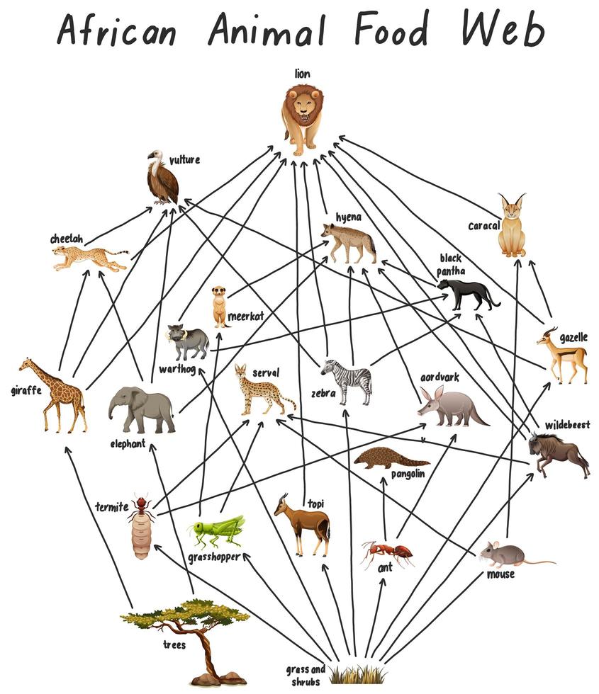 African animal food web on white background vector