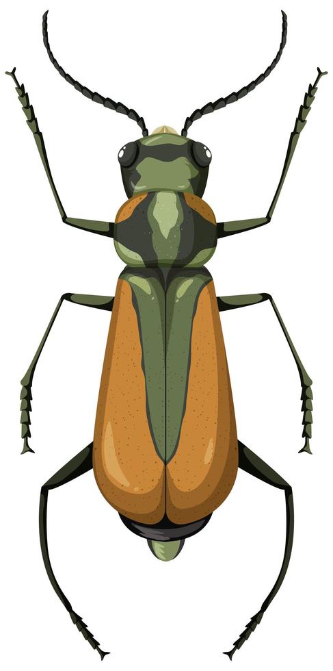 Brachinus isolated on white background vector
