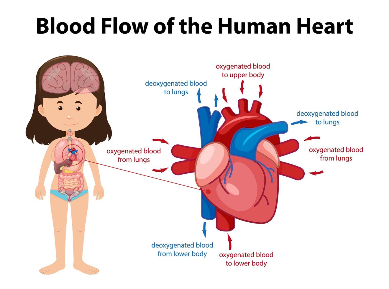 Blood flow of human heart diagram vector