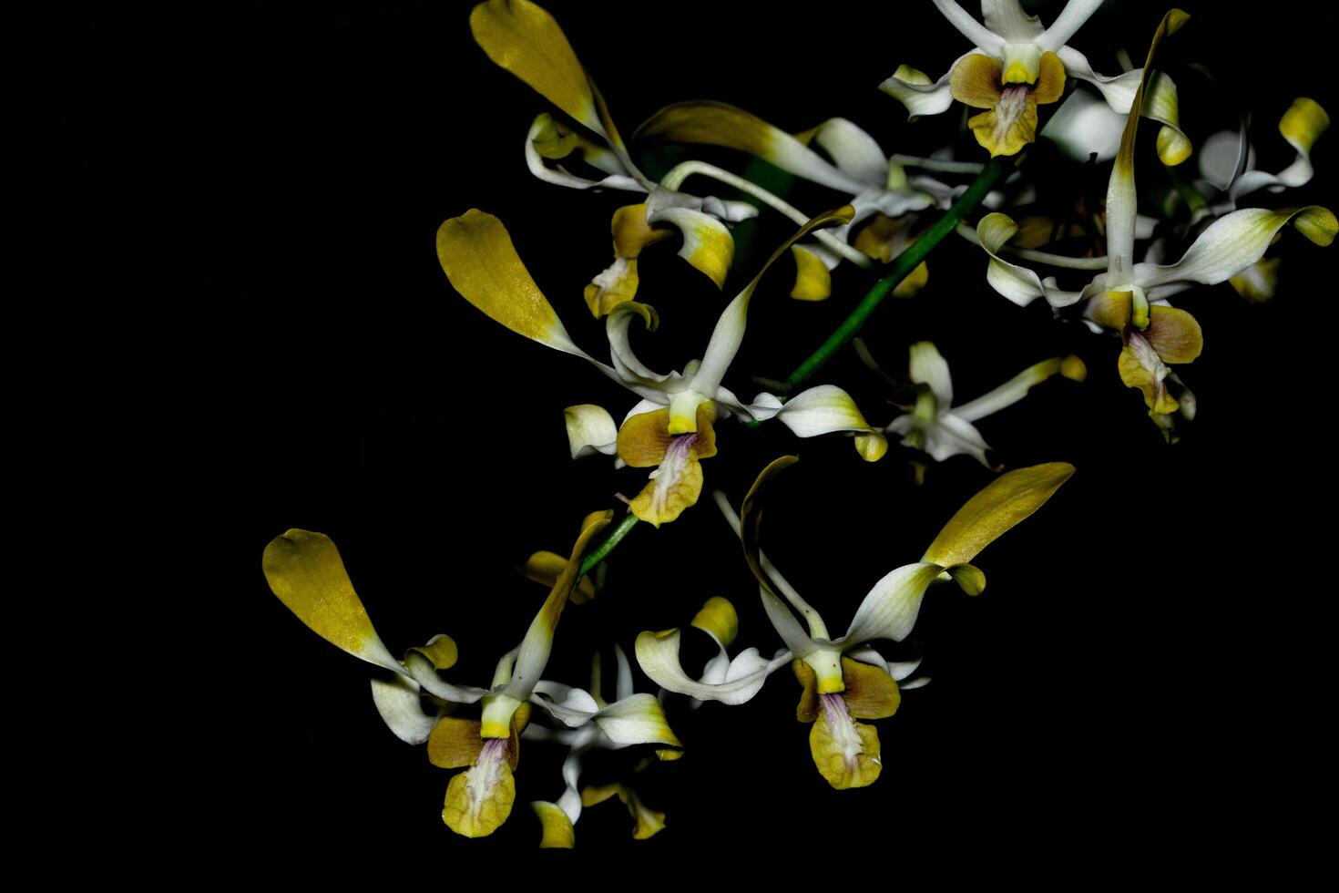 flores de orquídeas amarillas foto