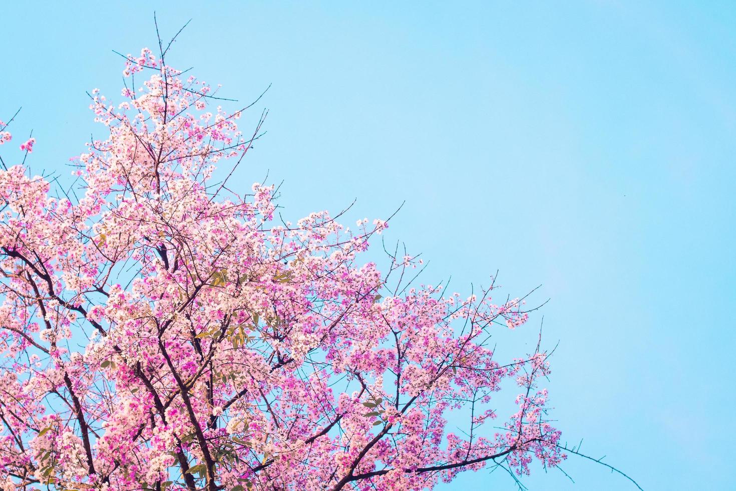 Pink cherry blossom tree on blue background photo