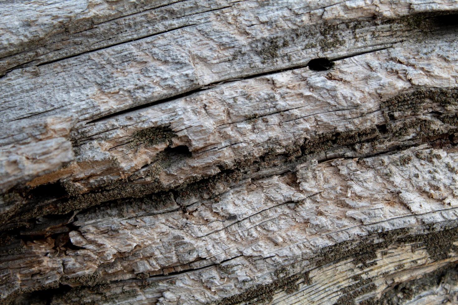 Close-up of a tree trunk photo