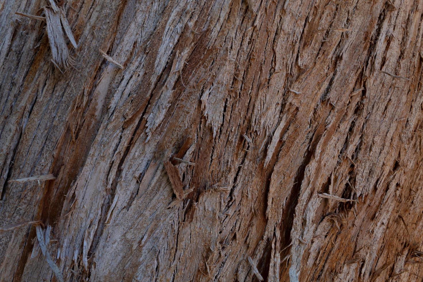 Close-up of wood photo