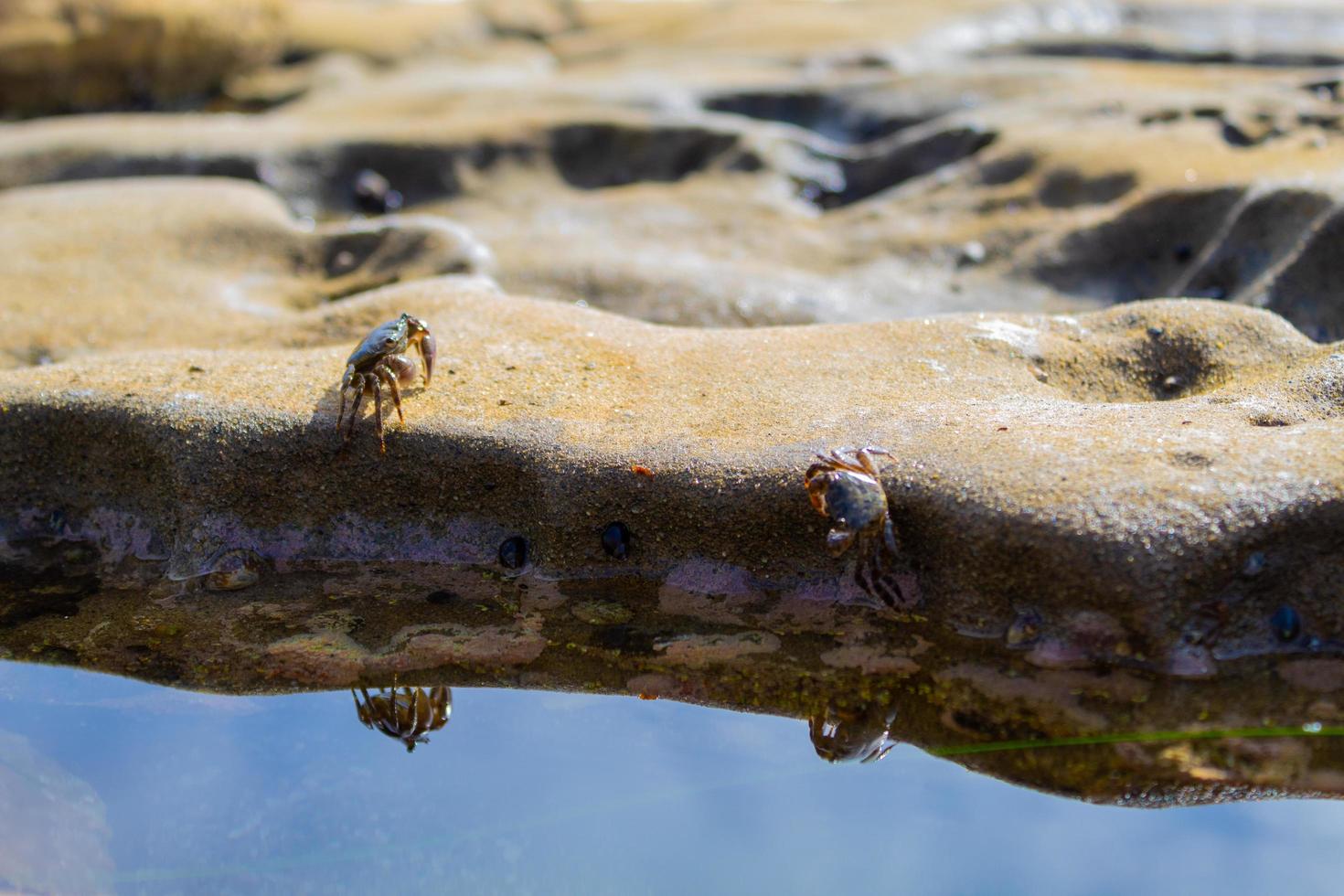 Two crabs near water photo