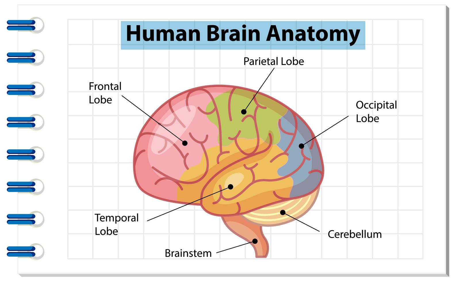 Information poster of human brain diagram vector